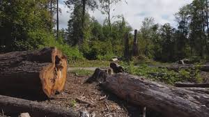 Seward, AK Tree Care Company