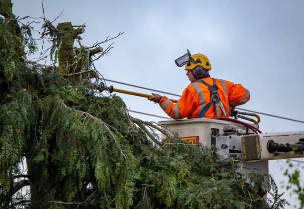 How Our Tree Care Process Works  in  Seward, AK