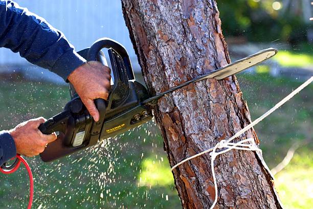 Best Lawn Renovation and Restoration  in Seward, AK